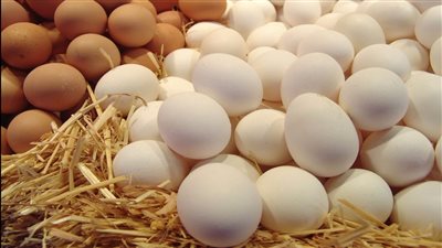 أسعار البيض اليوم 17-3-2022 فى شمال سيناء