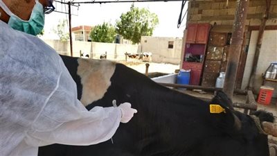 بـ 315 ألف جرعة.. انطلاق الحملة القومية للتحصين ضد الحمى القلاعية والوادي المتصدع