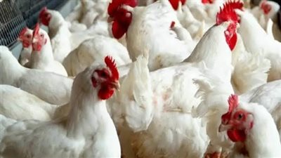 أسعار الدواجن والبط اليوم السبت 26-3-2022 في الدقهلية