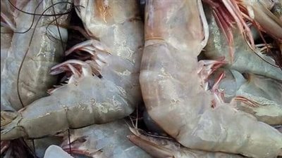 أسعار الأسماك اليوم 17-3-2022 فى شمال سيناء