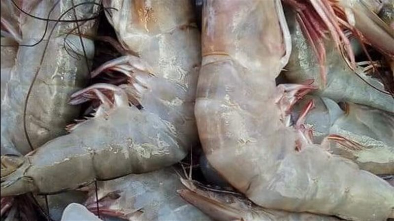أسعار الجمبري والأسماك