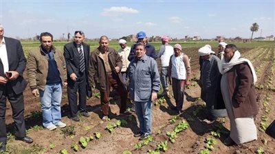 زراعة الشرقية: مدرسة حقلية عن محصولي البطاطس والفراولة بقرية السلام ببلبيس