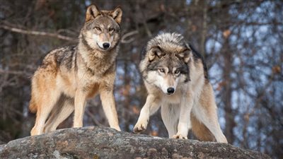 بالاسماء.. ذئب يهاجم قرية السليمات ويصيب ٥ أشخاص في قنا