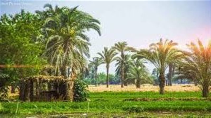 الريف في المنيا