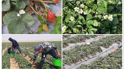 انطلاق موسم حصاد الفراولة بالإسماعيلية| فيديو