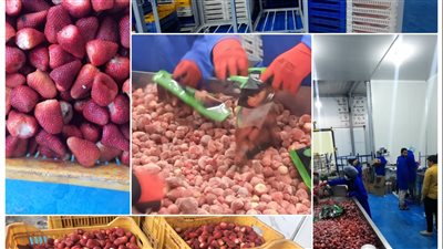 جولة داخل محطات تجميع وتجميد الفاكهة والخضروات قبل تصديرها بالإسماعيلية | صور