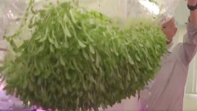 ثورة لإنقاذ جياع العالم.. اليابان تنجح في زراعة المحاصيل بدون تربة | فيديو 