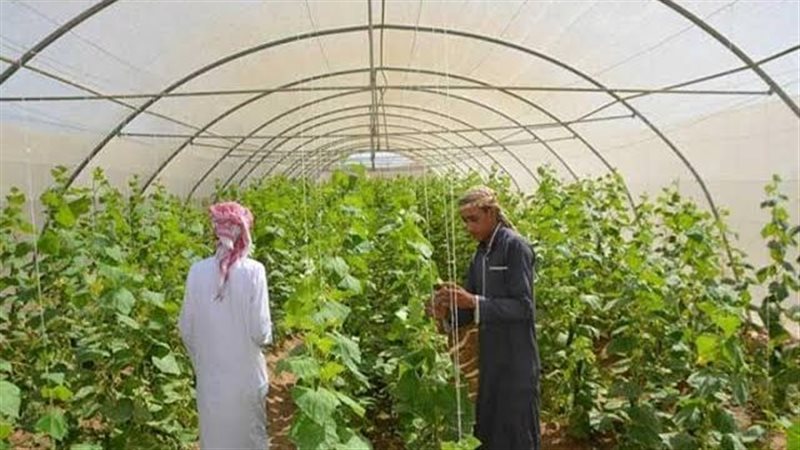جنوب سيناء