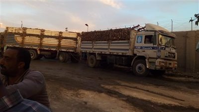 شركة السكر بالمنيا تبدأ استلام محصول البنجر من الموردين