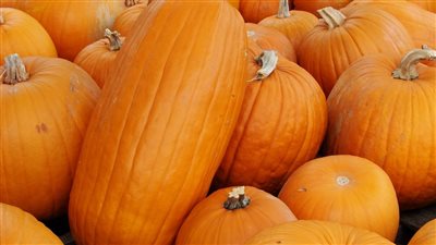 تفسير رؤية القرع العسلي في المنام وعلاقته بالحصول على المال الوفير