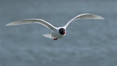 السياحة تنظم المهرجان الأول لهواة مراقبة الطيور وتصويرها ببورسعيد