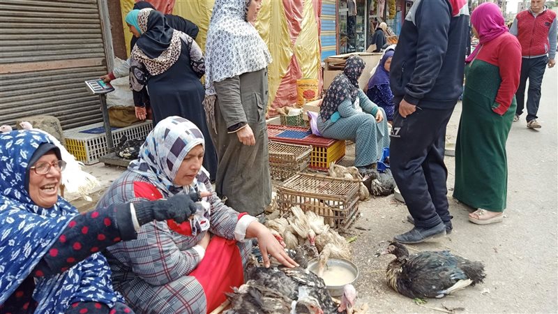 اسعار الطيور 