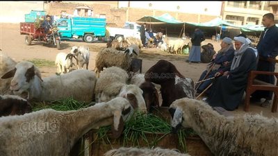 الضاني بـ75 جنيها.. جولة في سوق المواشي بالغربية | فيديو