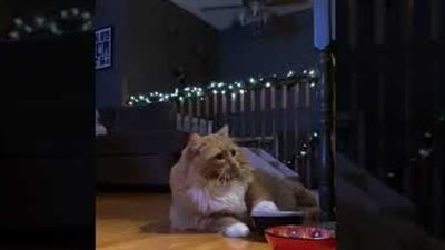 قطة ذكية تستخدم حيلة طريفة للحصول على طعام|فيديو