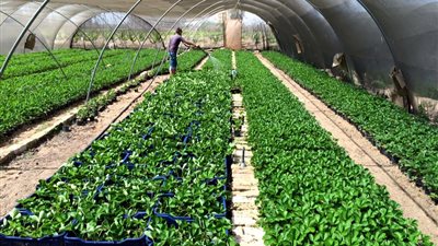 الزراعة: تصدير 425 ألف شتلة فواكه وفراولة في يوليو.. و6 شروط لتراخيص التصدير