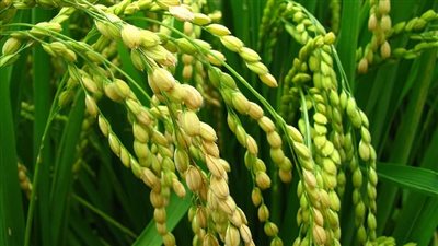 شراقي يطالب بزراعة مليون فدان إضافية من الأرز لتفادي أزمة النقص المحتمل في واردات القمح