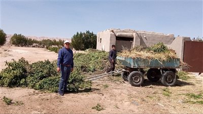 بعد الارتفاع القياسي في أسعارها.. أعلاف غير تقليدية لخفض تكلفة إنتاج اللحوم والدواجن