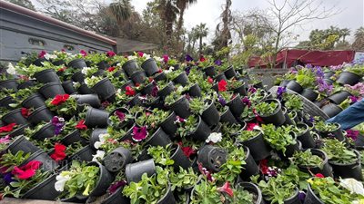 في عيد الأم.. عمال معرض الزهور يوزعون الورد على الأمهات | فيديو وصور