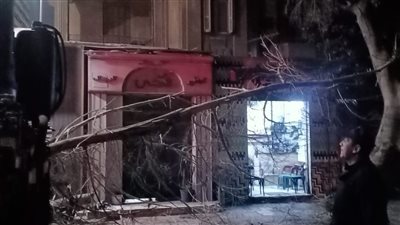 إزالة شجرة «ابن الأزد» في حي جنوب الجيزة | صور