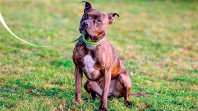 زراعة النواب تناقش قانون تنظيم حيازة الحيوانات الخطرة والكلاب