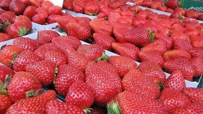 تنبيه جديد من الحجر الزراعي لمصدري وأصحاب مزارع الفراولة