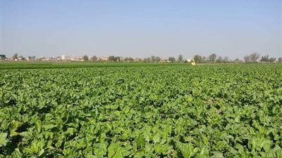 زراعة الشرقية: مدرسة حقلية عن محصول البنجر بالحسينية 