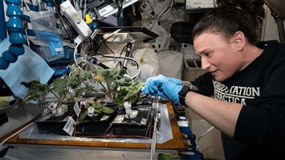 لرواد الفضاء ومرضى المناطق الفقيرة.. خس معدل وراثيا لعلاج هشاشة العظام