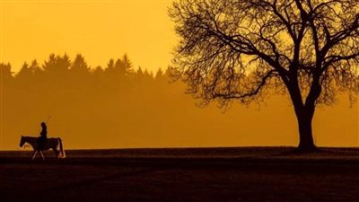 هربا من أسعار الوقود.. فرنسي يستخدم حصانا للذهاب إلى عمله