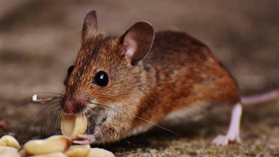 إيطاليا ليست الوحيدة، الفئران تغزو العديد من بلدان العالم