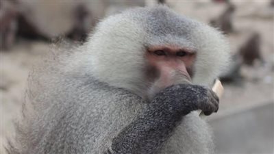 سكان قرية هندية يمنحون ملكية أراضيهم للقرود