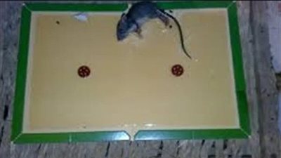 فتاوى السلفية.. النار مصيرك حال قتل الفئران بهذه الطريقة