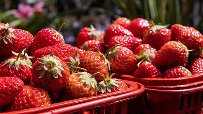 الزراعة تنقذ موسم صادرات الفراولة بقرار استثنائي.. تكويد المزارع غير الملتزمة بشراء الشتلات المعتمدة