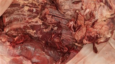 بيطري أسوان يضبط لحوم ودواجن فاسدة في الأسواق | صور