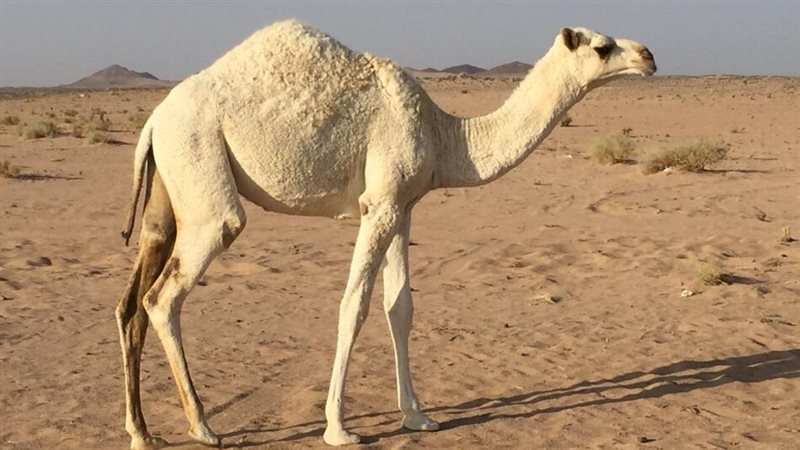مزاد لبيع جمل نادر