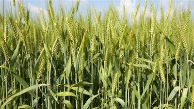 أخبار الفيوم | أول أبريل بدء موسم توريد القمح.. وبدء حملة تطعيم شلل الأطفال 