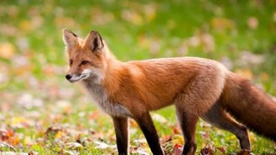 تفسير حلم الثعلب في المنام وعلاقته بالتخلص من المشكلات