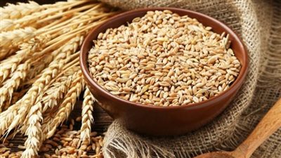 تفسير رؤية القمح في المنام وعلاقته بالسعادة والخير والرزق الوفير 