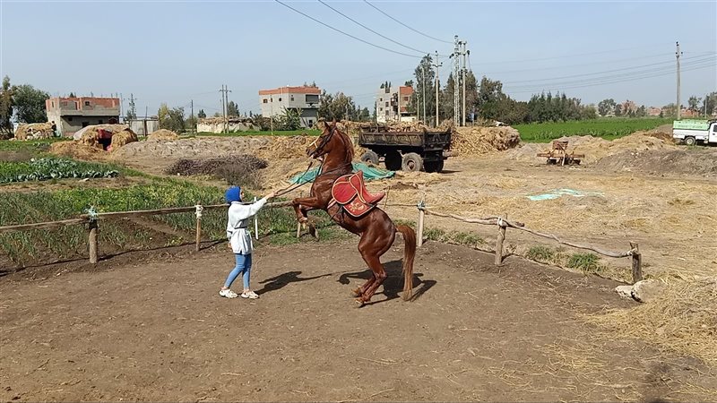 هنا أشرف مدربة الخيل