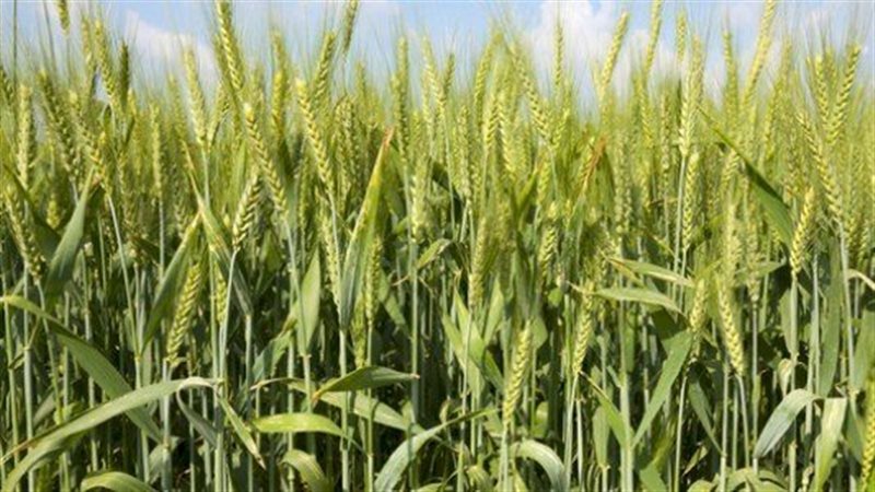 بدء موسم توريد القمح