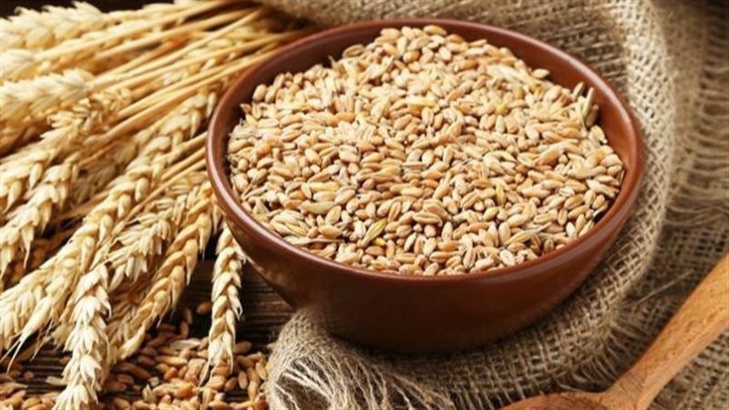 تفسير رؤية القمح