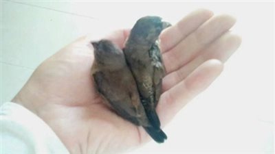 عصفور يعشش 84 يوما في شعر امرأة 