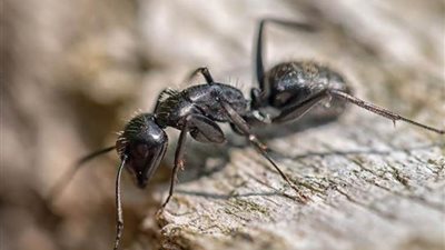 دراسة أمريكية تكشف عن ترياق طبيعي للقضاء على نمل النار السام