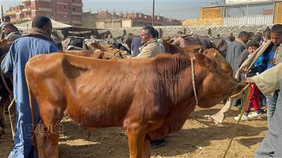 طلب إحاطة لمواجهة مرض التهاب الجلد العقدى والحمى القلاعية بالمواشي