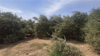 كل ما تريد معرفته عن مشروع الحزام الأخضر حول القاهرة الكبرى