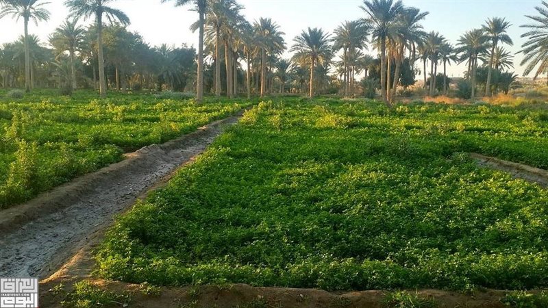 أراضي زراعية 