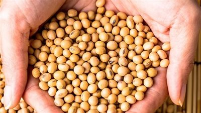 الصناعات الغذائية: فرص تصديرية بشأن كسب فول الصويا 