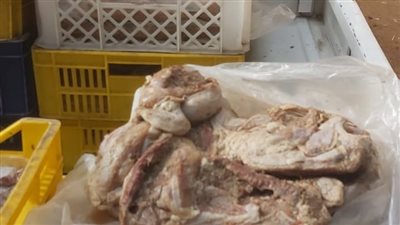 ضبط 8 أطنان مقطعات لحوم ودواجن فاسدة بإمبابة| فيديو وصور 