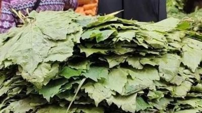 بعد وصول سعره 100 جنيه.. ورق العنب يتصدر التريند والنشطاء: نحوله دولارات