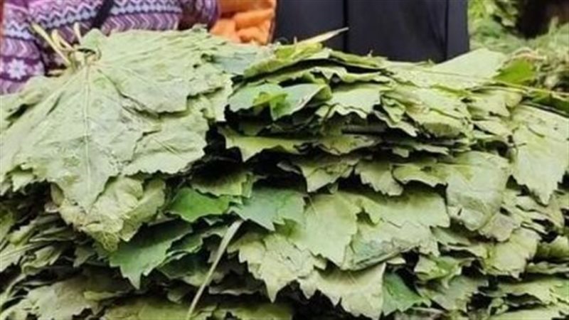ارتفاع سعر ورق العنب