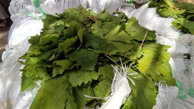 أسعار ورق العنب اليوم في الأسواق..صور